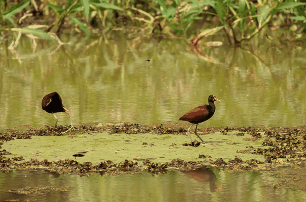Wattled jacana
