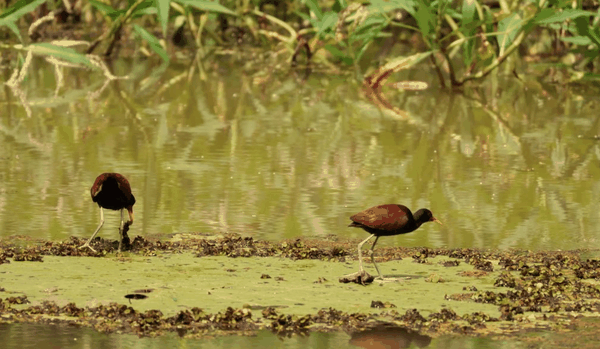 Wattled jacana