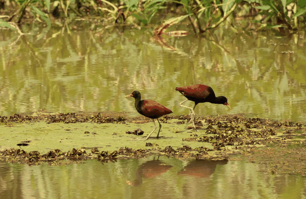 Wattled jacana