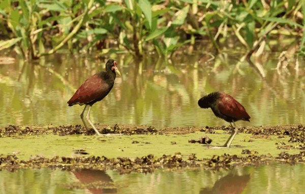 Wattled jacana