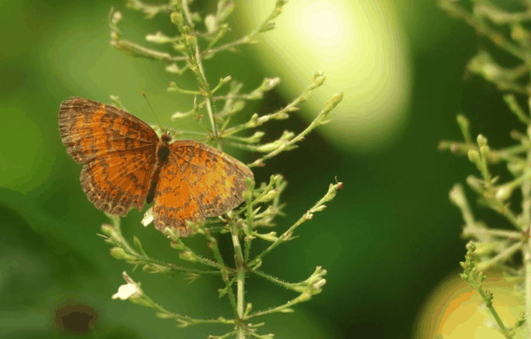 Crescent butterfly