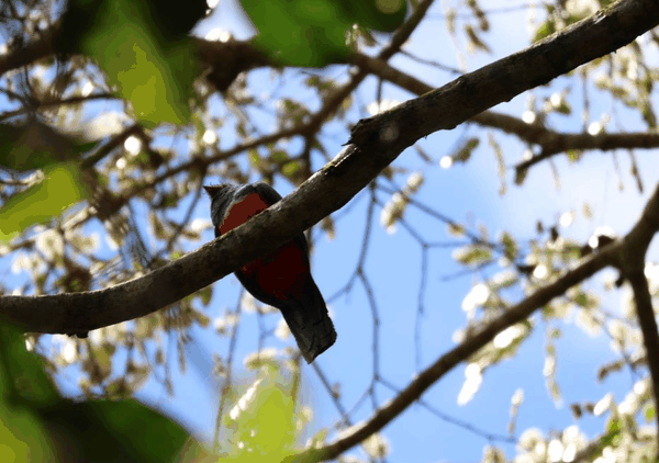 Black-tailed trogon