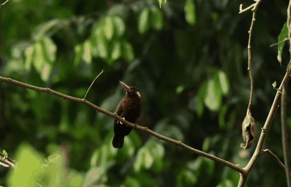 White-eared jacamar