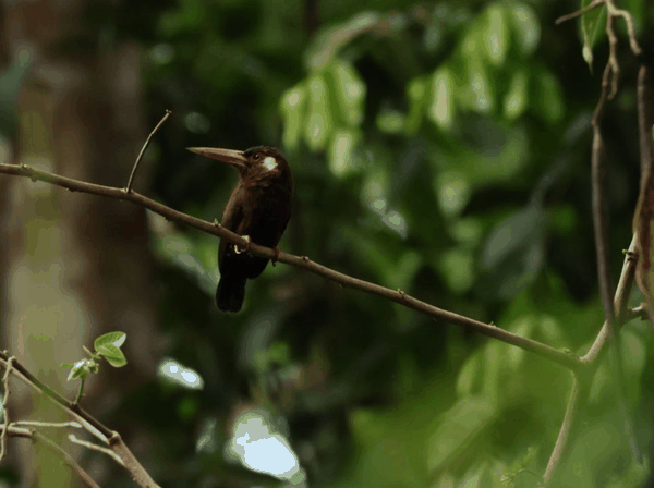 White-eared jacamar