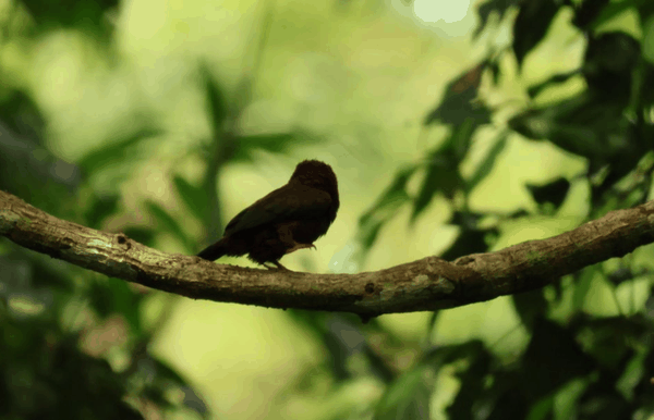 White-eared jacamar