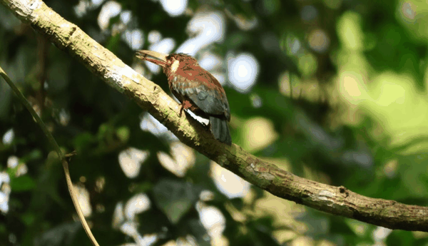 White-eared jacamar