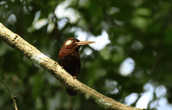 White-eared jacamar