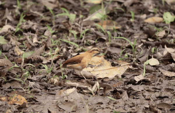 Pale-legged hornero