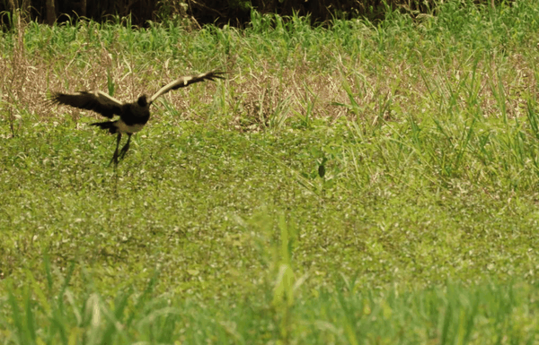 Wattled jacana