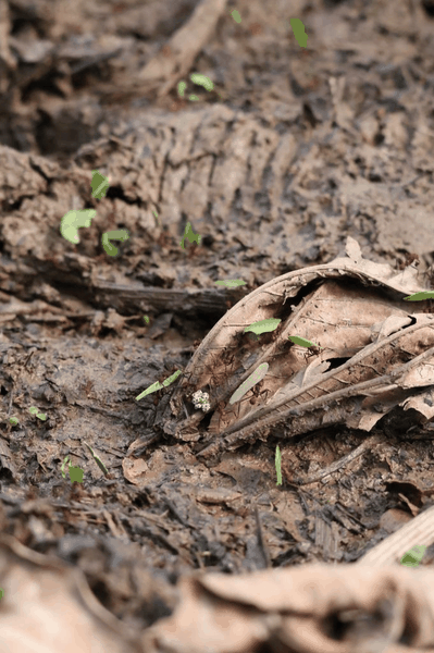 Leafcutter ant