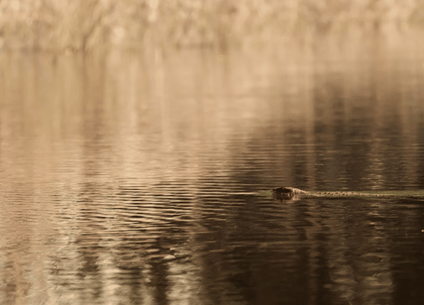 Northern caiman lizard