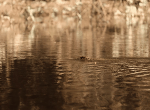 Northern caiman lizard