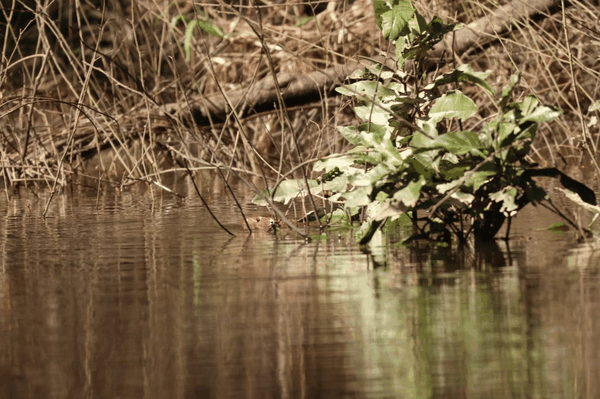 Northern caiman lizard
