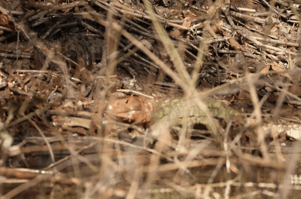 Northern caiman lizard