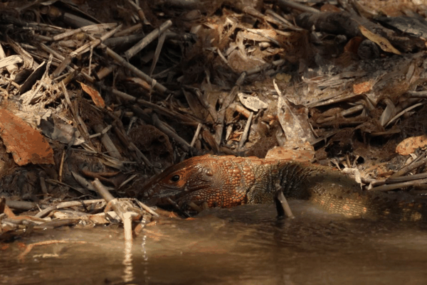Northern caiman lizard