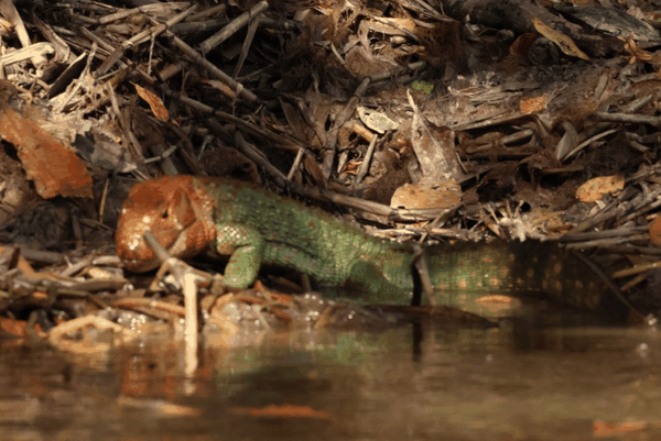 Northern caiman lizard