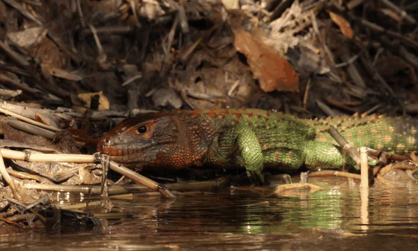 Northern caiman lizard