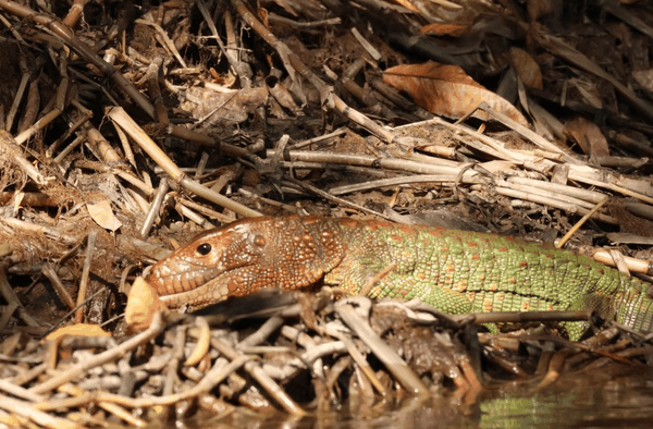 Northern caiman lizard