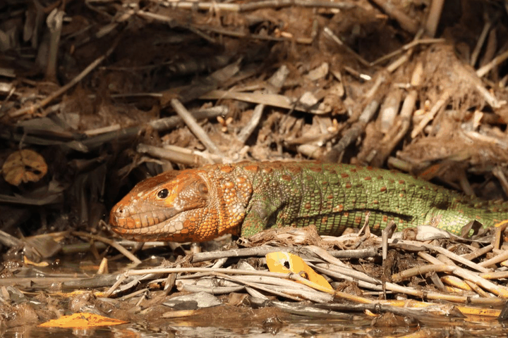 Northern caiman lizard