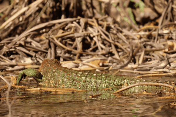 Northern caiman lizard