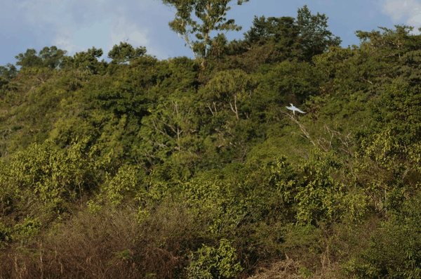 Large-billed tern