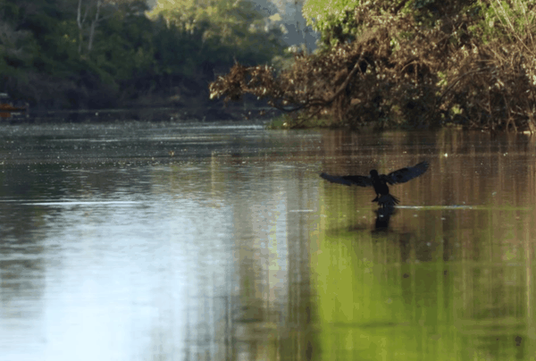 Neotropic cormorant