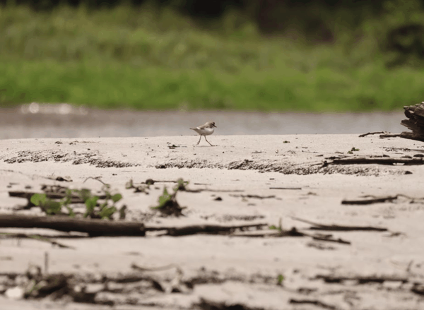 Collared plover