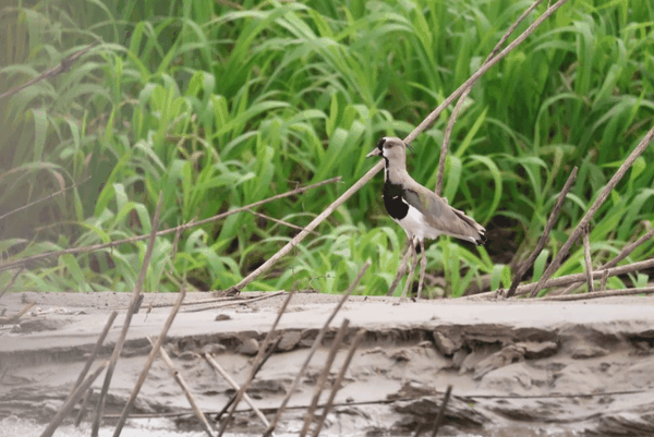 Southern lapwing