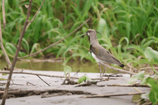 Southern lapwing