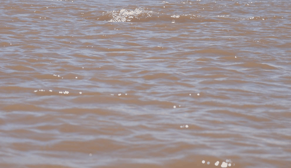 Amazon pink river dolphin