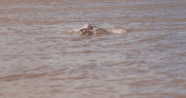 Amazon pink river dolphin